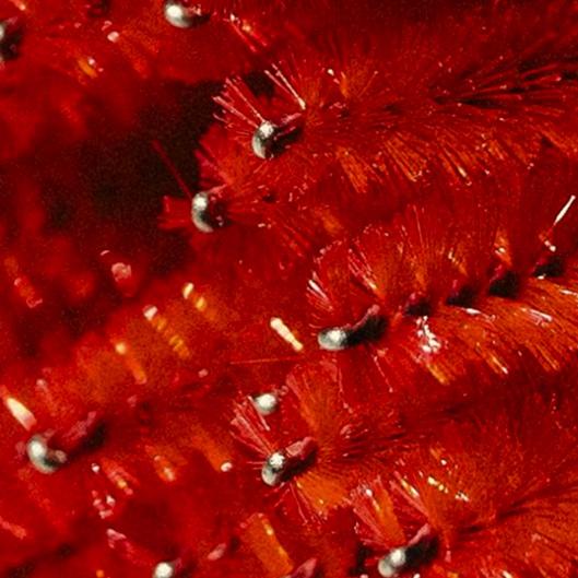 Lash Lifts for a Year